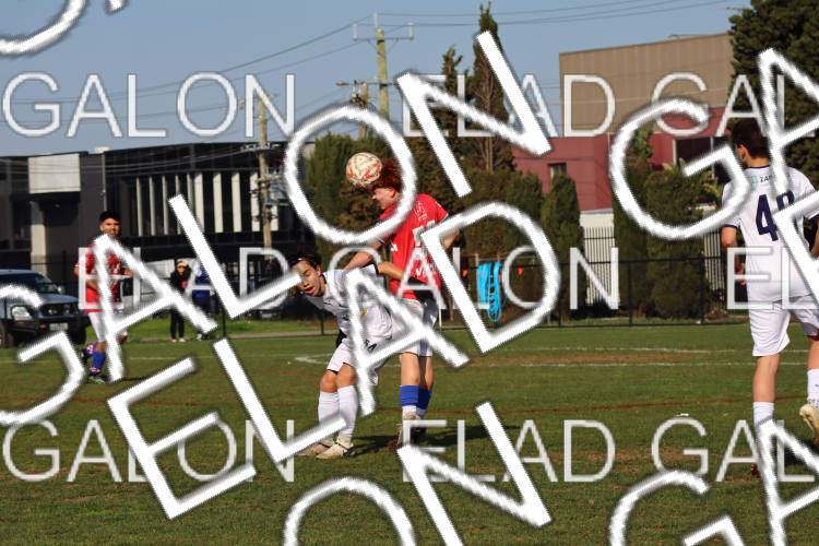 Melbourne Knights vs Oakleigh Cannons photo