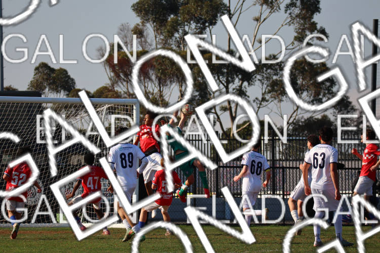 Melbourne Knights vs Oakleigh Cannons photo