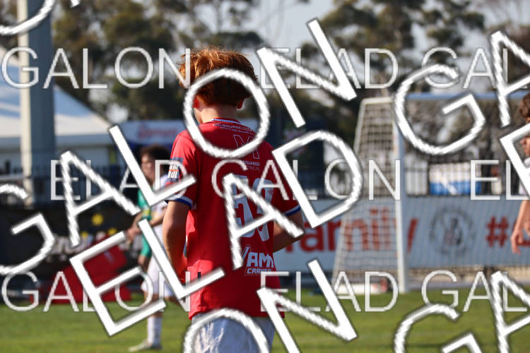 Melbourne Knights vs Oakleigh Cannons photo