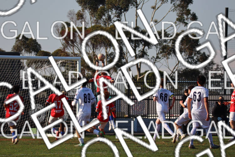 Melbourne Knights vs Oakleigh Cannons photo