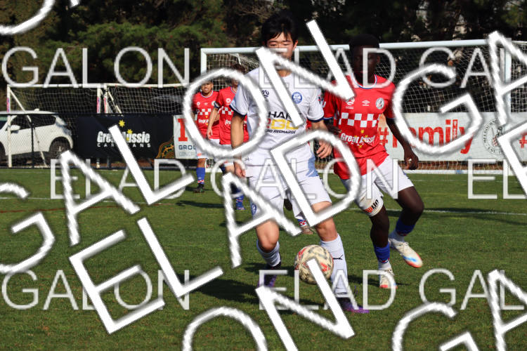 Melbourne Knights vs Oakleigh Cannons photo