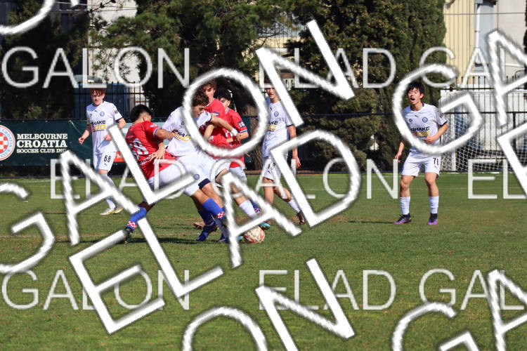 Melbourne Knights vs Oakleigh Cannons photo
