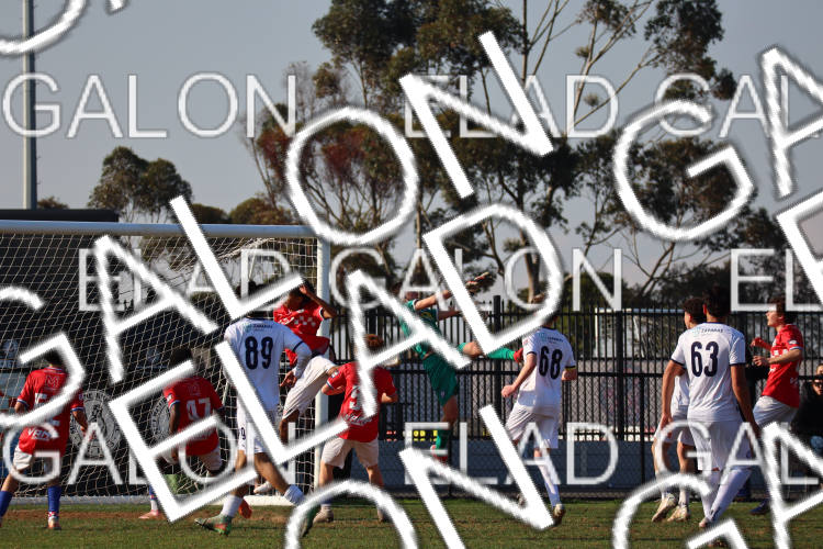 Melbourne Knights vs Oakleigh Cannons photo