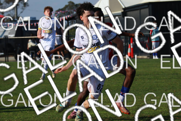 Melbourne Knights vs Oakleigh Cannons photo