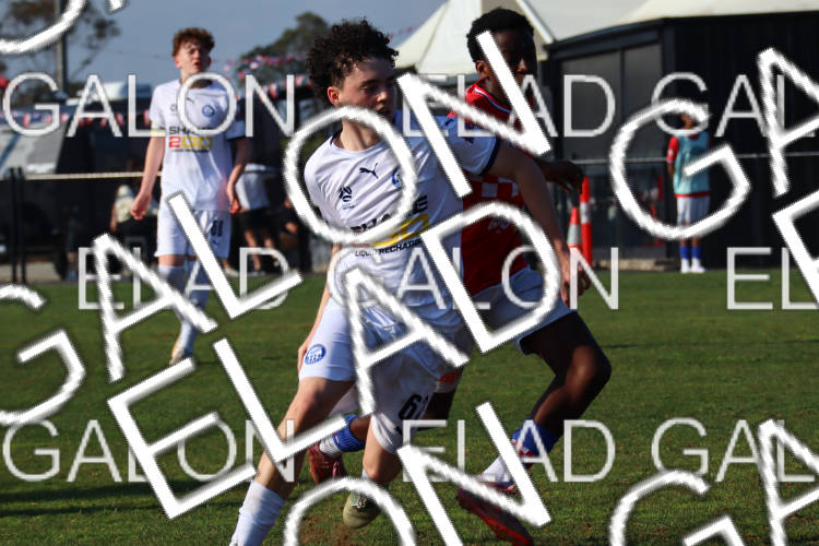 Melbourne Knights vs Oakleigh Cannons photo