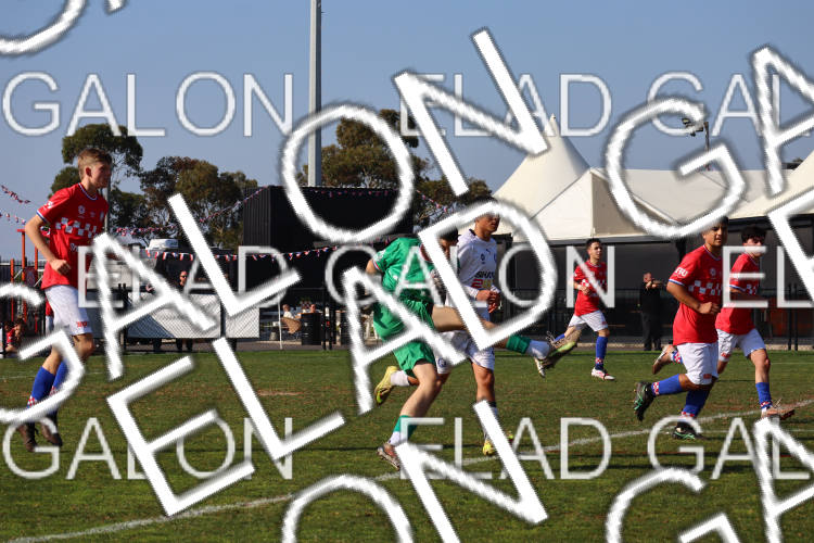 Melbourne Knights vs Oakleigh Cannons photo