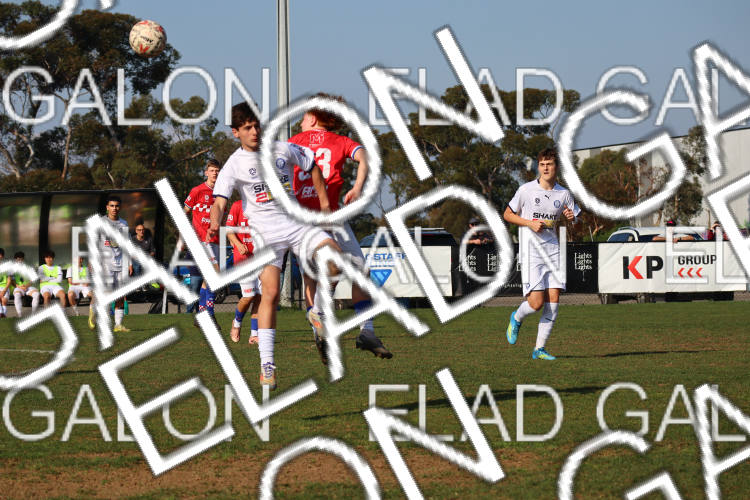 Melbourne Knights vs Oakleigh Cannons photo